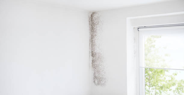 Best Mold Damage Restoration  in Galena, IN