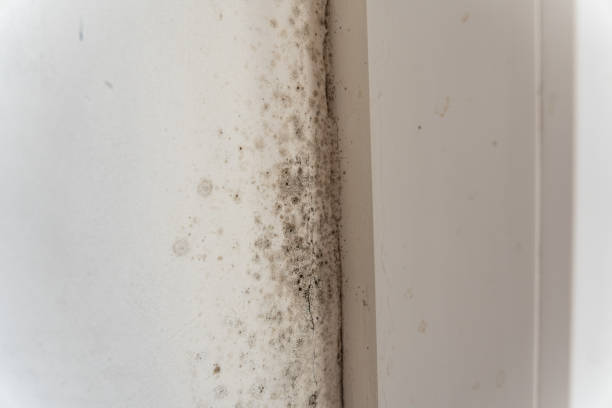 Best Attic Mold Removal  in Galena, IN